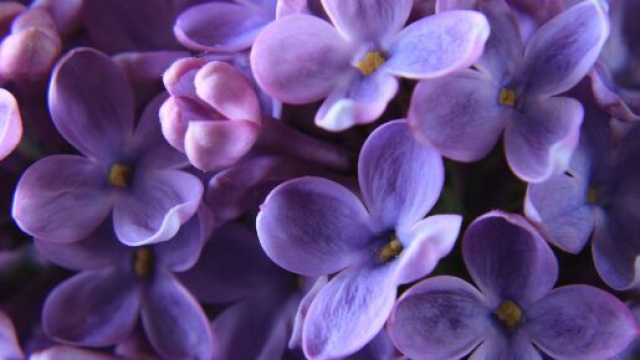 Fiori viola &copy;Immagine di Pixabay