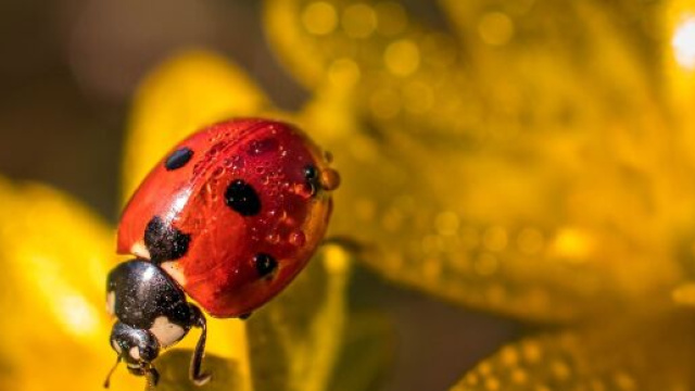 Una coccinella tra la rugiada - &copy; Pixabay.