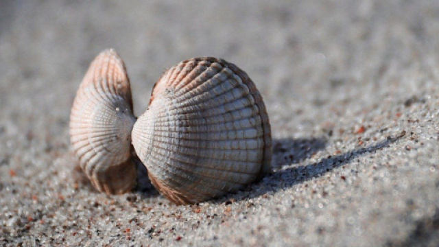 Conchiglie nella sabbia - &copy; Pixabay.