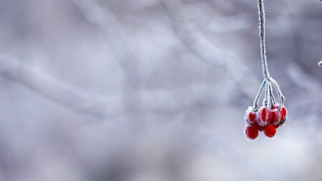 Bacche con paesaggio innevato- &copy;Pexels
