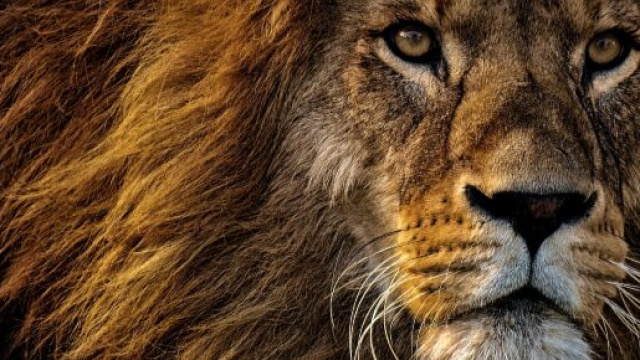 Immagine di un Leone &copy; Pexels.com