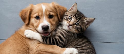 Bonus animali domestici 2025: detrazione fiscale del 19% sulle spese veterinarie