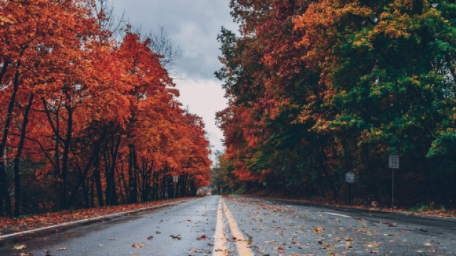 Strada con aberi in autunno &copy; pexels.com.