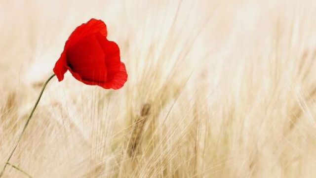 Un fiore in mezzo al grano (&copy; Pixabay).