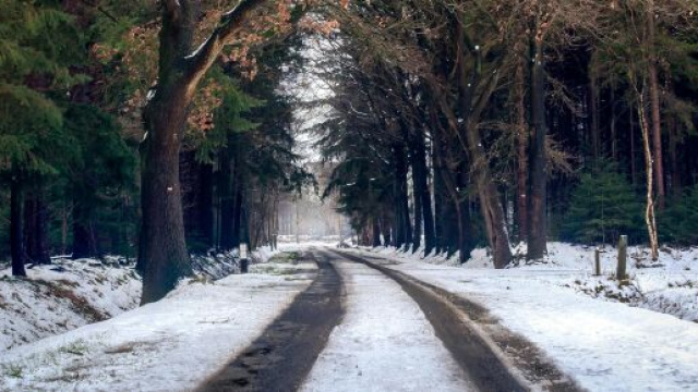Una strada innevata fra gli alberi &copy; Pexels.com