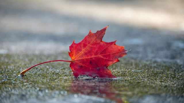 Foglia rossa sull'asfalto - &copy; Pexels.