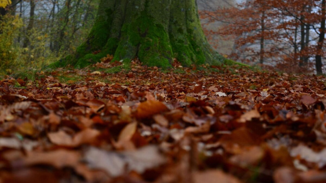 grosso tronco d'albero ricoperto di muschio verde, circondato da un tappeto di foglie cadute di colore marrone e arancione. &copy; Pixabay.