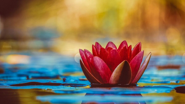 Fiore in uno stagno (&copy;pixabay.com)