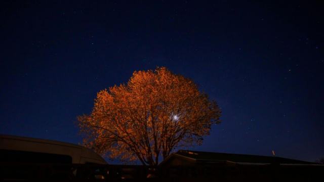 Un albero dorato sotto un cielo stellato &ndash; &copy; Pexels.