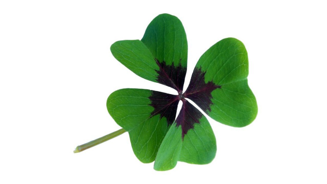 Quadrifoglio portafortuna - &copy; Pixabay.