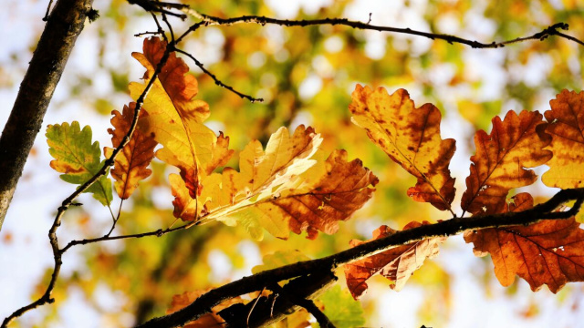 Rami con foglie gialle- &copy; Pexels