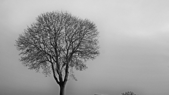 Albero spoglio e una panchina vuota su sfondo grigio tipico di novembre &copy; Pixabay