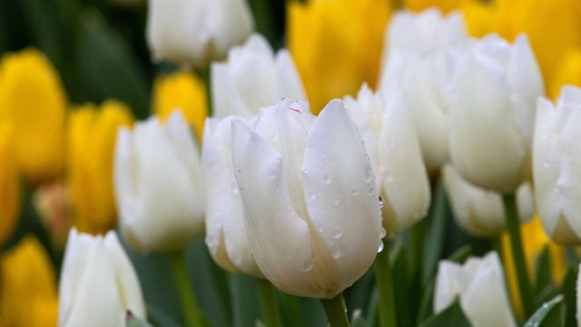 Tulipani colorati - &copy; immagine pixabay.com.