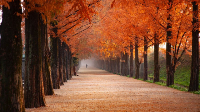 sentiero di foglie e alberi autunnali &copy; Pixabay