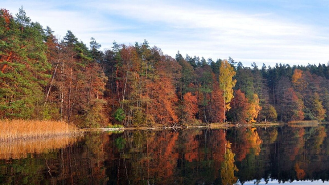 Paesaggio con degli alberi vicino un lago (&copy;pixabay.com)