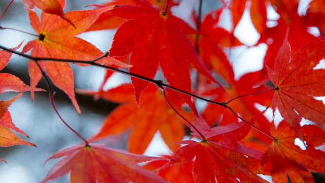 Foglie rosse di acero in autunno &copy; Pexels.
