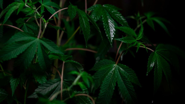 Maxi piantagione di marijuana (&copy; pexels)