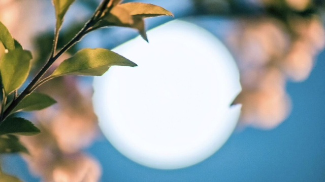 Foto con una pianta e la luna - pixabay.com