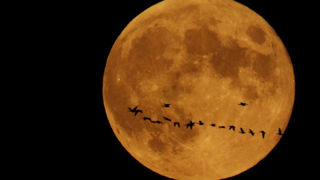 Luna piena con stormo di uccelli &copy; Pexels