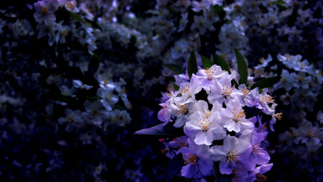 Fiori in un contesto notturno &copy; pixabay.com.