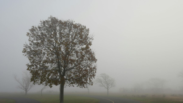 Albero nella nebbia autunnale- &copy; Pexels.