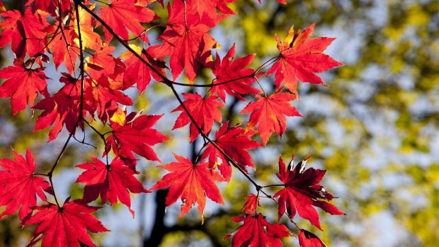 Delle foglie rosse (&copy;pixabay.com).