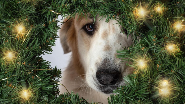 Cane dietro una ghirlanda illuminata &copy; Pixabay