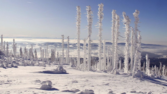 Alberi della foresta ricoperti di neve &copy; Pixabay