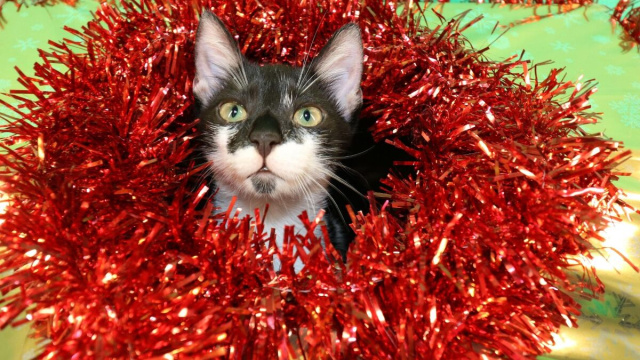 Gatto bianco nero addobbato a Natale &copy; Pixabay