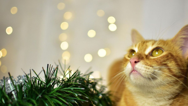 gatto giallo vicino ad una ghirlanda &copy; Pixabay