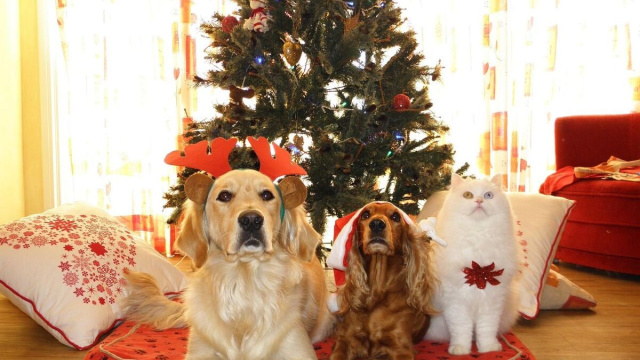 Due cani e un gatto sotto l'albero di Natale &copy; Pixabay