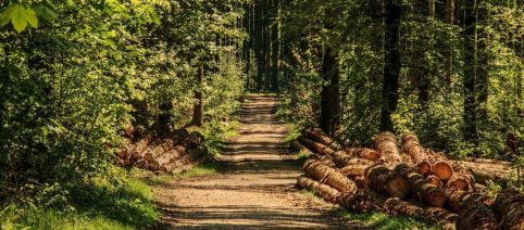 In Svezia arriva 'Stay Quiet': la vacanza gratuita dove l'unica regola è il silenzio