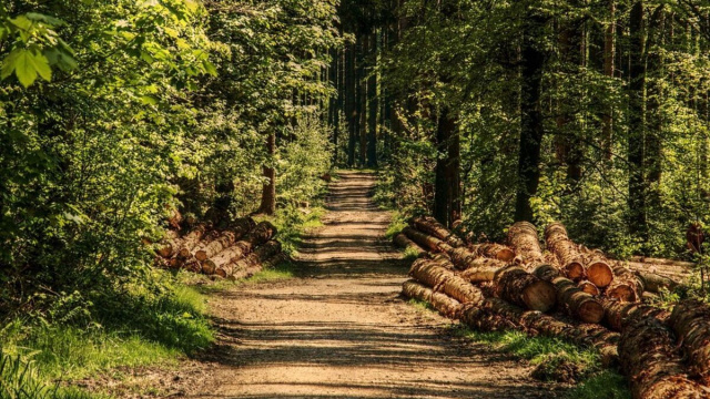 in foto un bosco con alberi verdi &copy; pixabay.