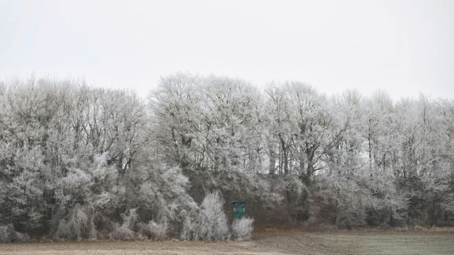 Alberi in una foresta &copy; Pexels.com