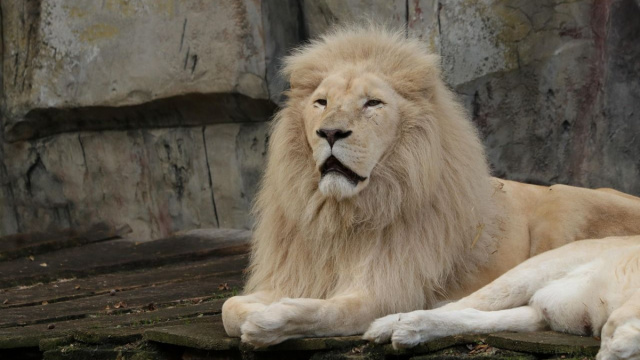 Oroscopo segno del Leone &copy; Pixabay