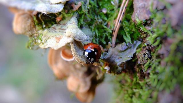 Coccinella appoggiata sul del verde &copy; Pixabay