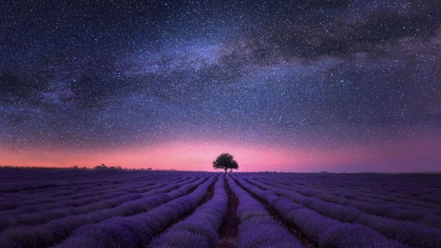 Campo di lavanda sotto le stelle - pixabay.com