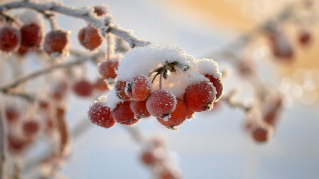 Ramo d'albero innevato (&copy;pixabay.com)