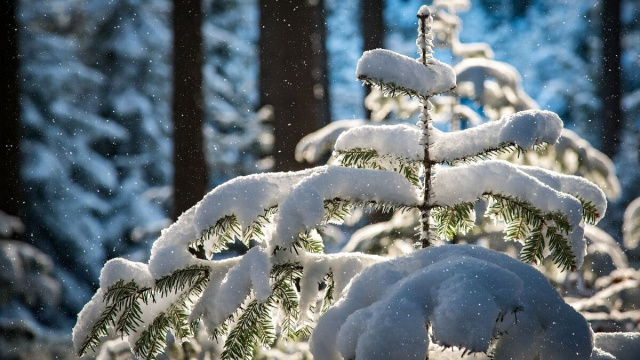 Un albero innevato (&copy;pixabay.com)