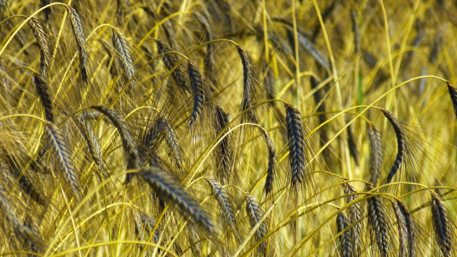 Campo di cereali &copy; foto pixabay.com