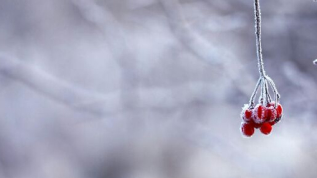 In foto un ramo innevato &copy; Immagine di Pexels.