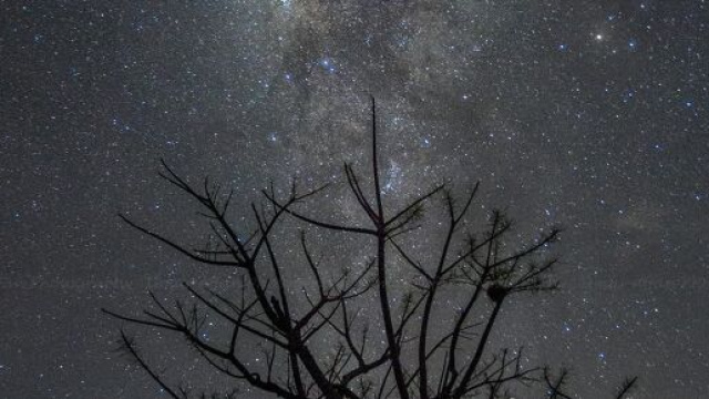 Cielo stellato e rami di albero- &copy; Pexels