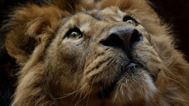 In foto un Leone - Immagine &copy; Pixabay