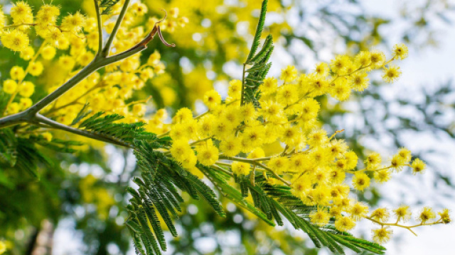 Un ramo di mimosa &copy; gardenersworld.com