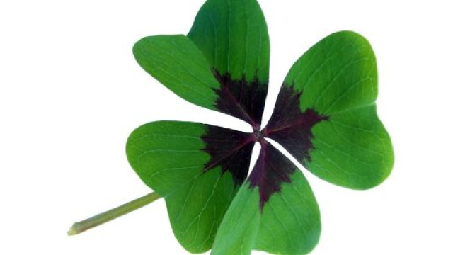 Quadrifoglio portafortuna - &copy; Pixbay.