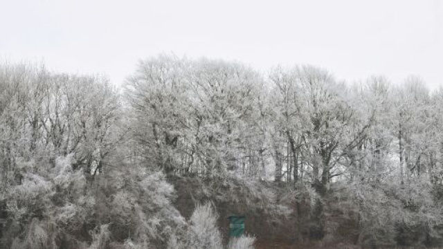 Alberi in inverno coperti di ghiaccio &copy; Pexels