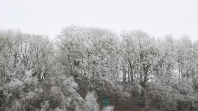 Paesaggio invernale con alberi &copy; Pexels.com
