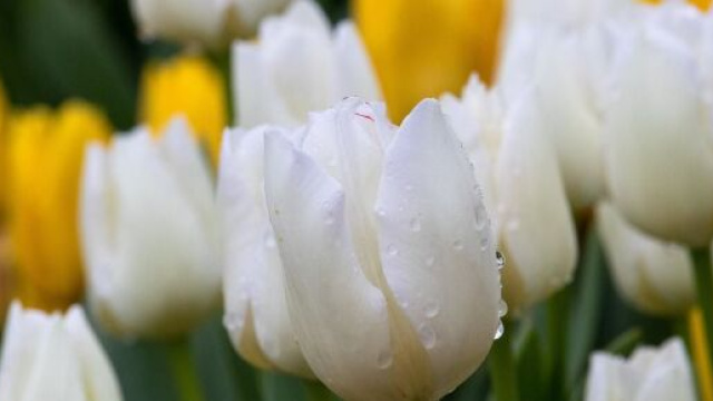 Dei tulipani colorati (&copy; pixabay.com).