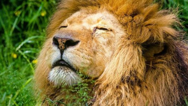 In foto un Leone che si rilassa &copy; Pixabay.