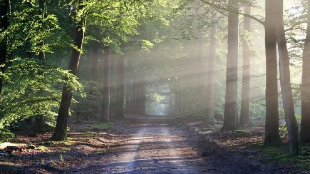 Un viale in mezzo agli alberi (&copy;pixabay)
